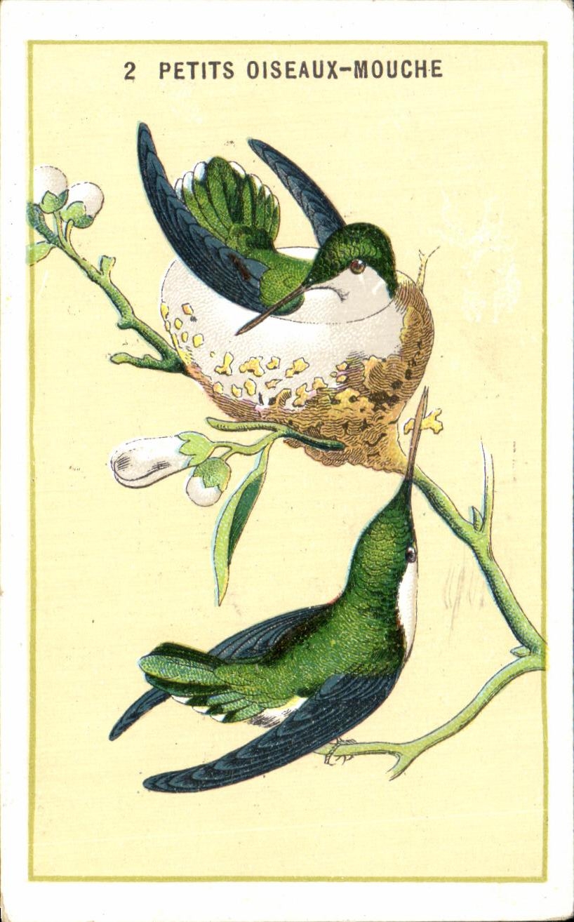 Chromo Pettits Oiseaux Mouche Besnier