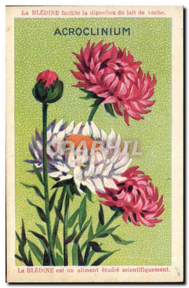 Chromo La bledine Acroclinium