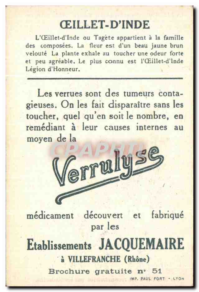 Chromo La bledine Oeillet d'inde  — Verso