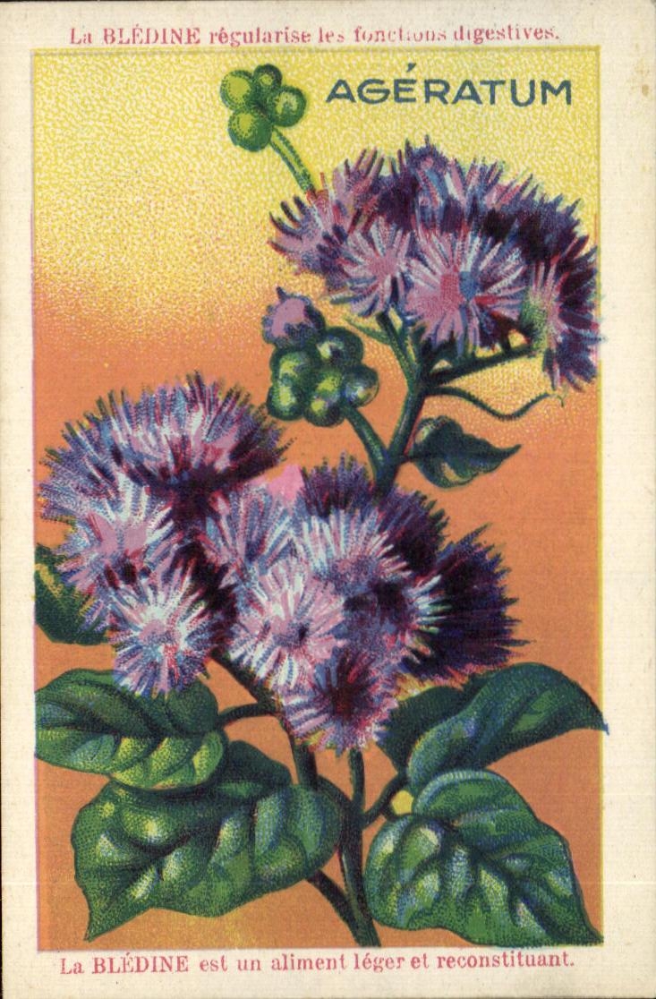Chromo La bledine Ageratum