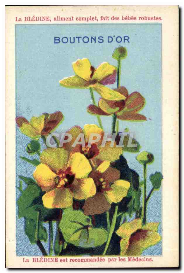 Chromo La bledine Boutons d'or