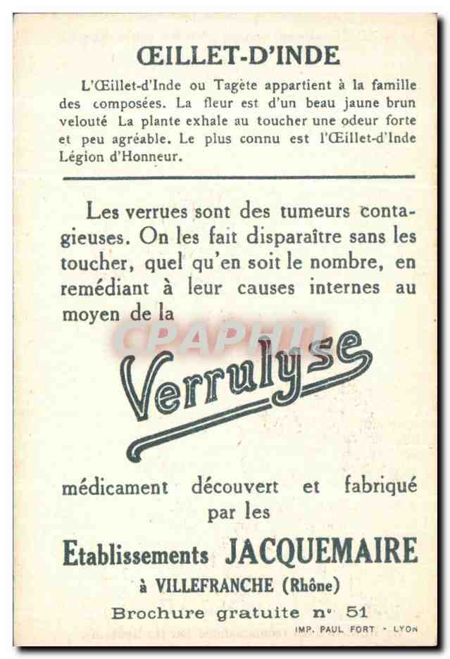 Chromo La bledine Oeillet d'inde — Verso