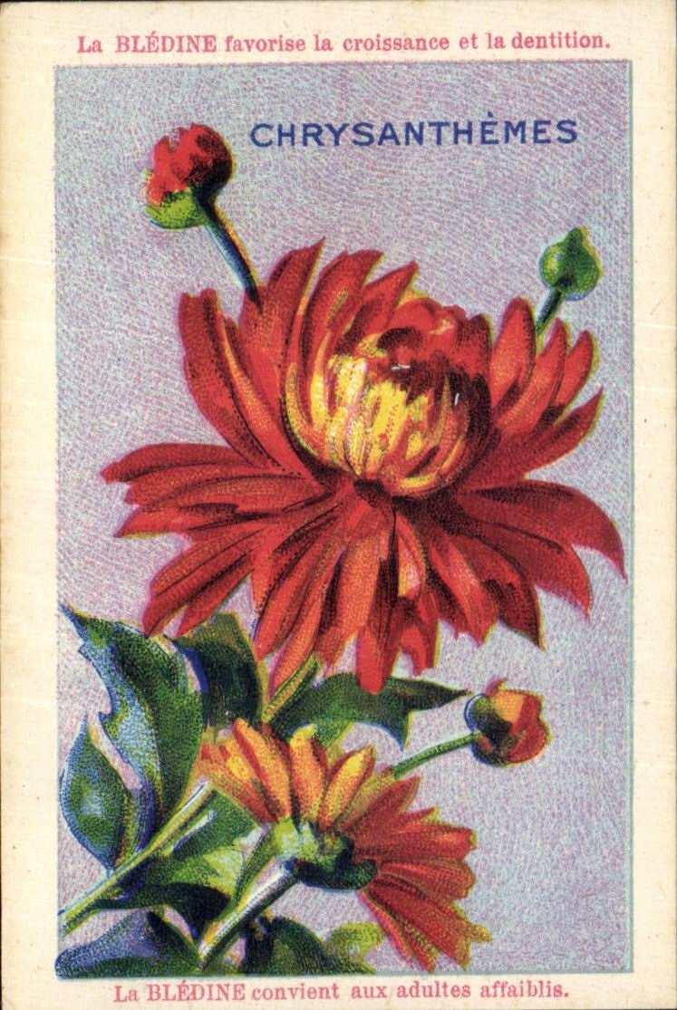 Chrysanthèmes — publicité pour la Blédine — éditeur Jacquemaire, n° 51 à Villefranche (Rhône)