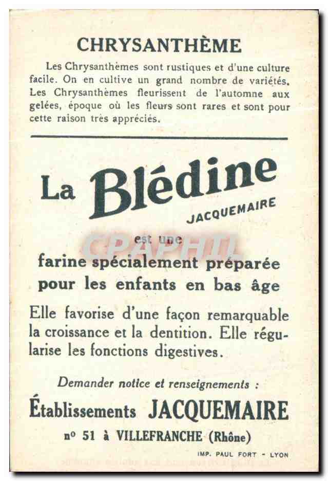 Chrysanthèmes — publicité pour la Blédine — éditeur Jacquemaire, n° 51 à Villefranche (Rhône) — Back