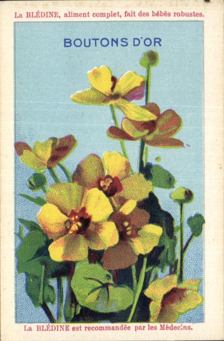 Chromo Bledine Boutons d'or