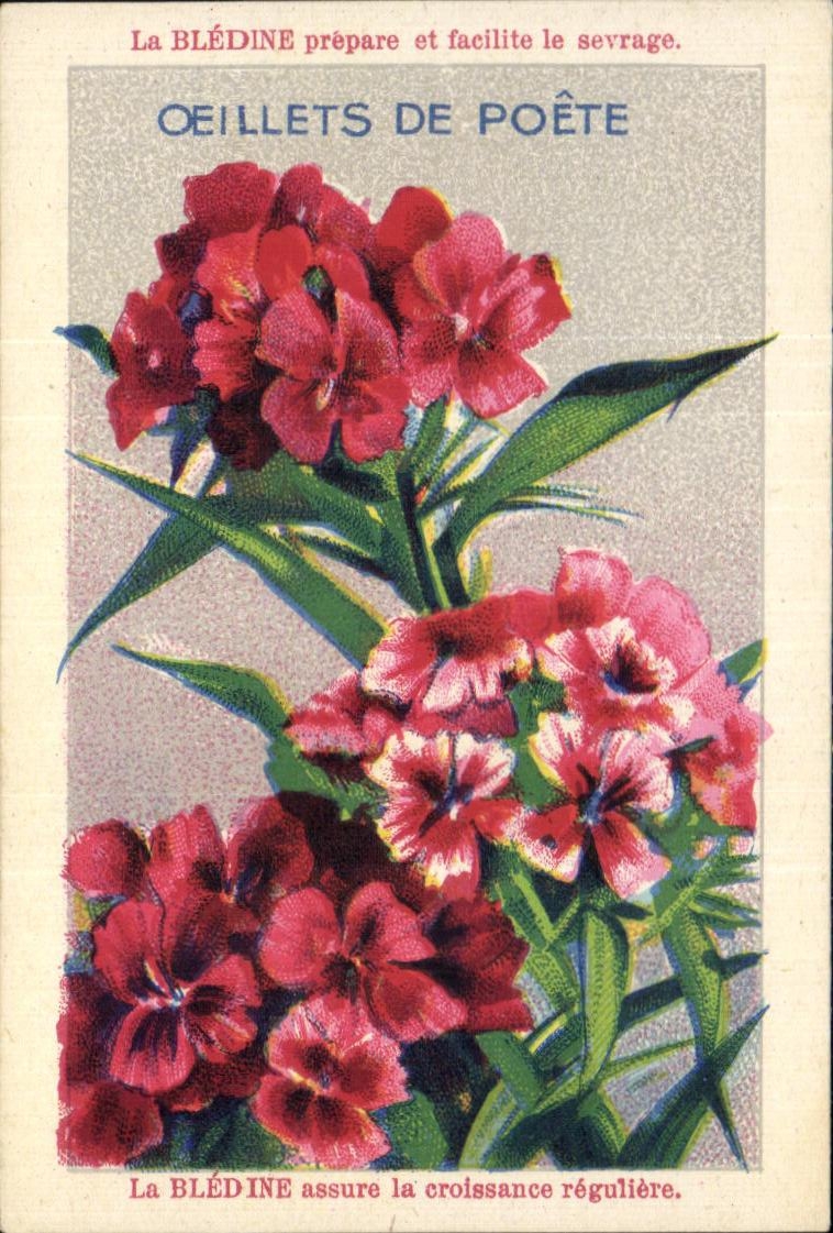 Chromo Bledine Oeillets de poete 