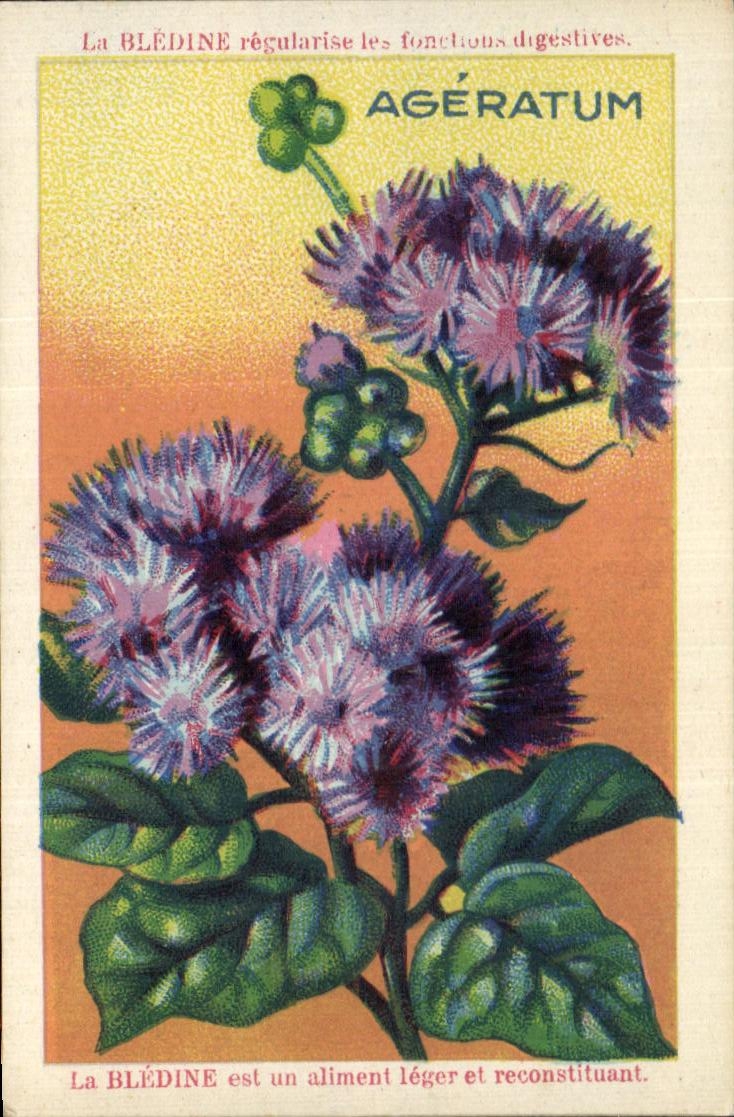 Chromo Bledine Ageratum