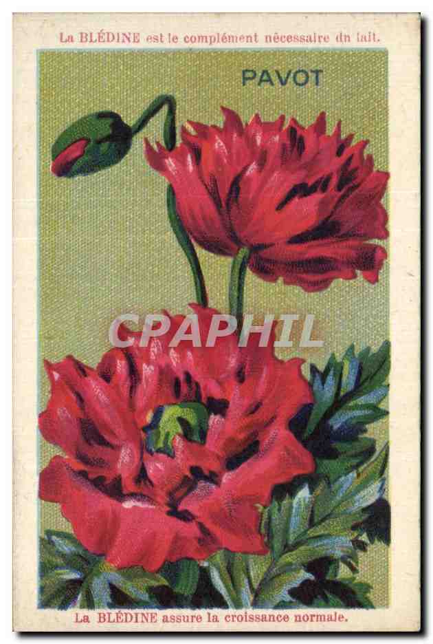 Chromo Bledine Pavot