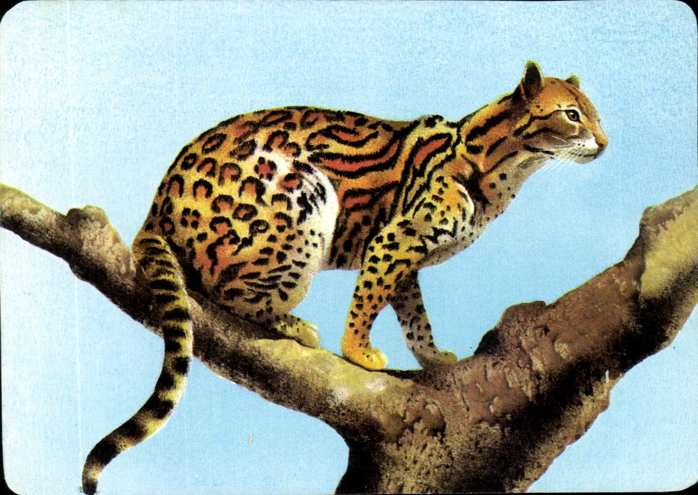 Image L'Ocelot ou guepard americain Mickey