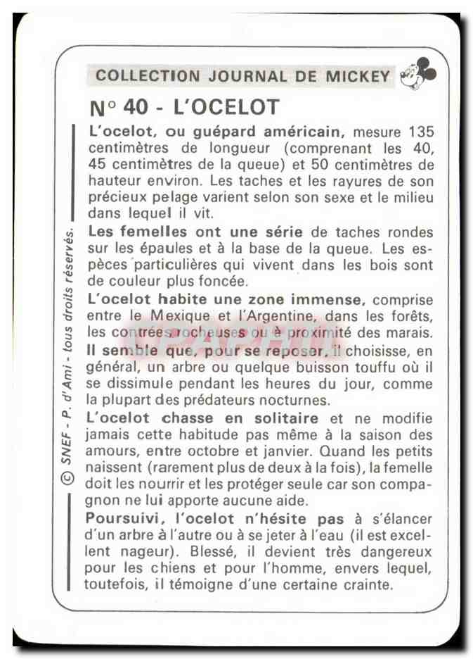 Image L'Ocelot ou guepard americain Mickey — Verso