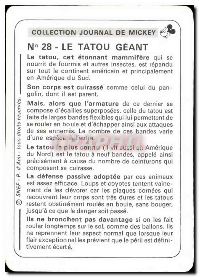 Image Le Tatou Geant Mickey — Verso