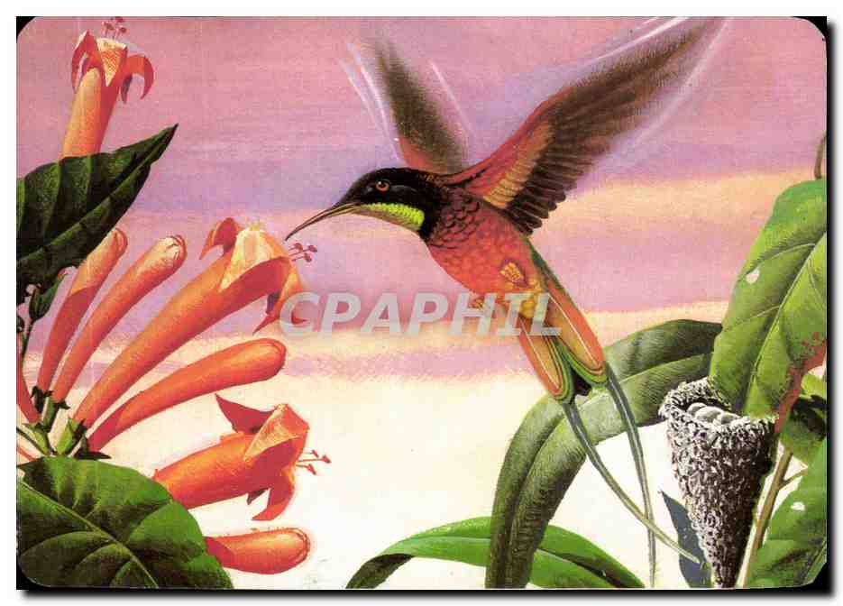 Image Le Colibri Topaze Mickey