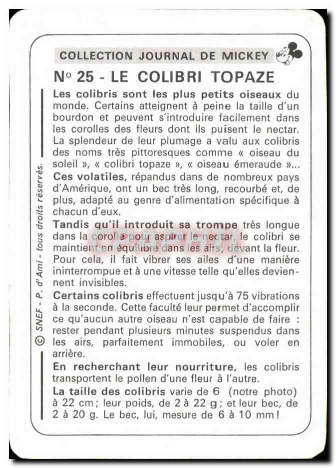 Image Le Colibri Topaze Mickey — Verso
