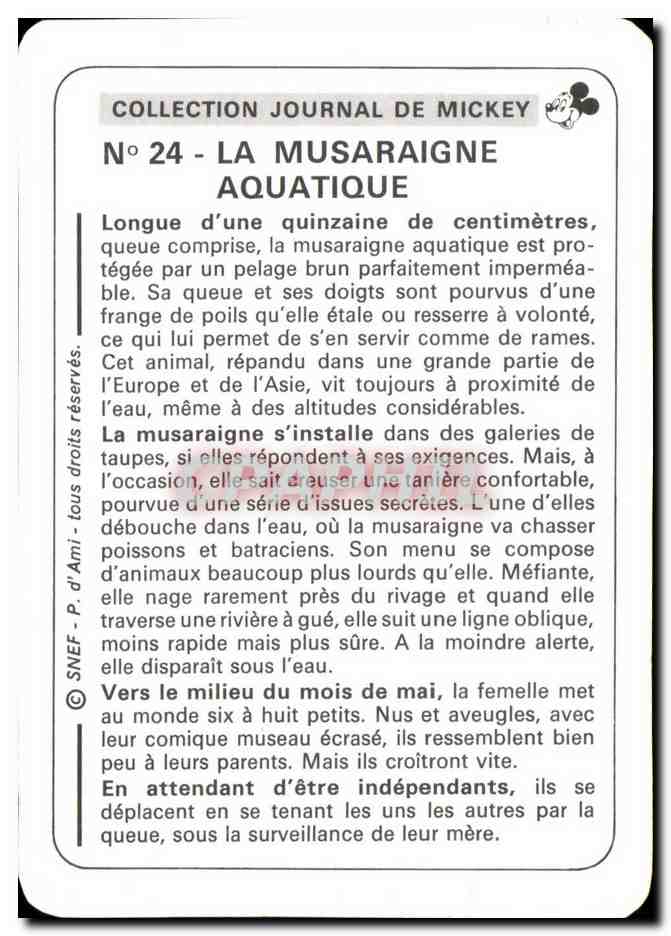 Image La Musaraigne Aquatique Mickey — Verso