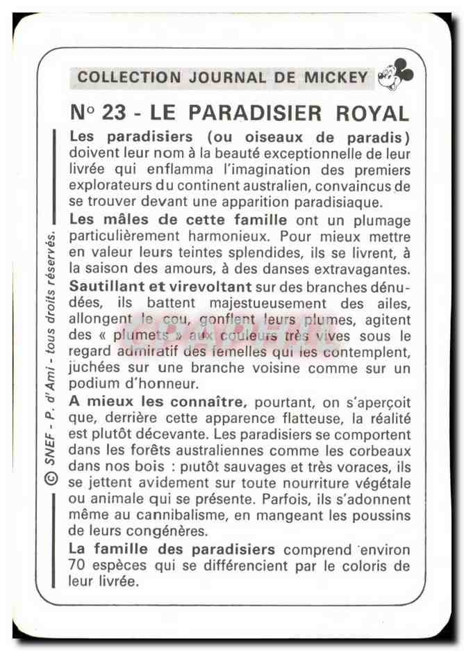 Image Le Paradisier Royal Mickey — Verso