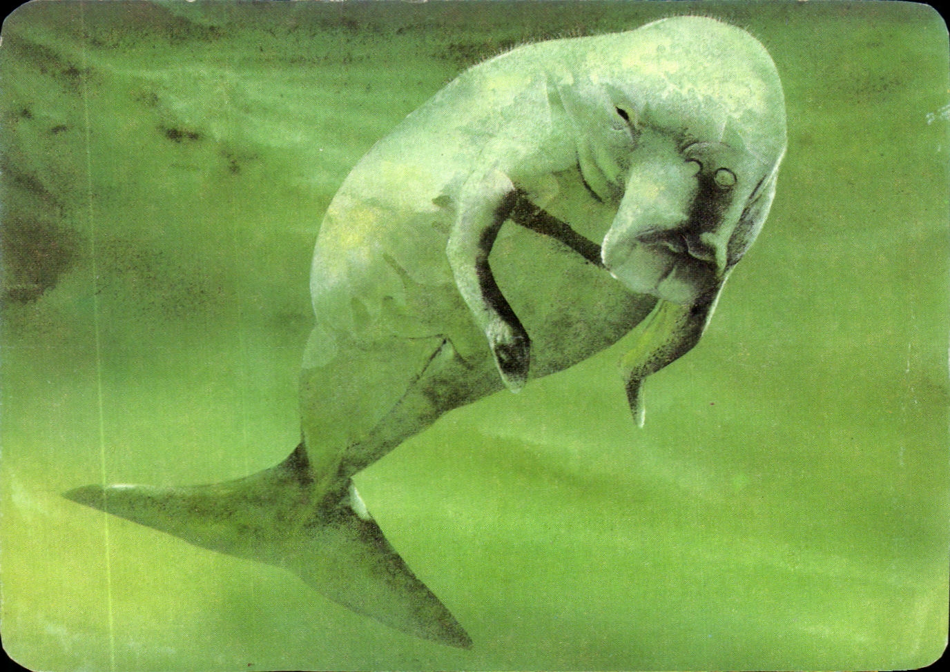 Image Le Dugong Mickey