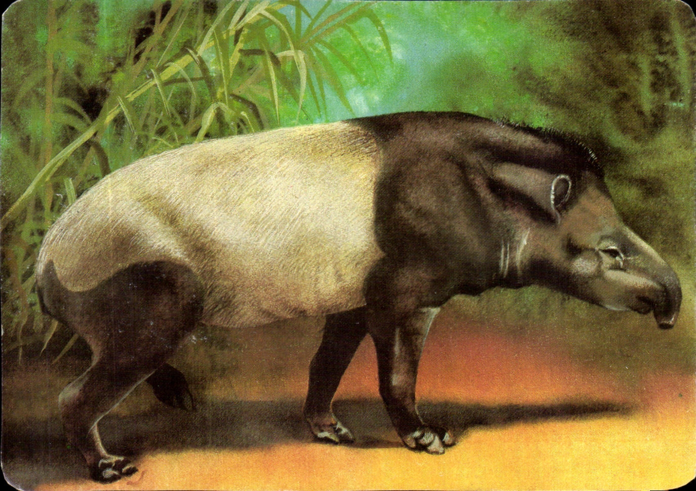Image Le Tapir Americain Mickey