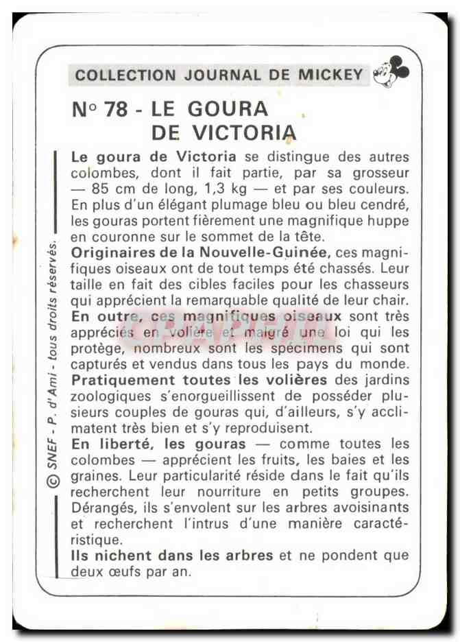 Image Le Goura De Victoria Mickey — Verso
