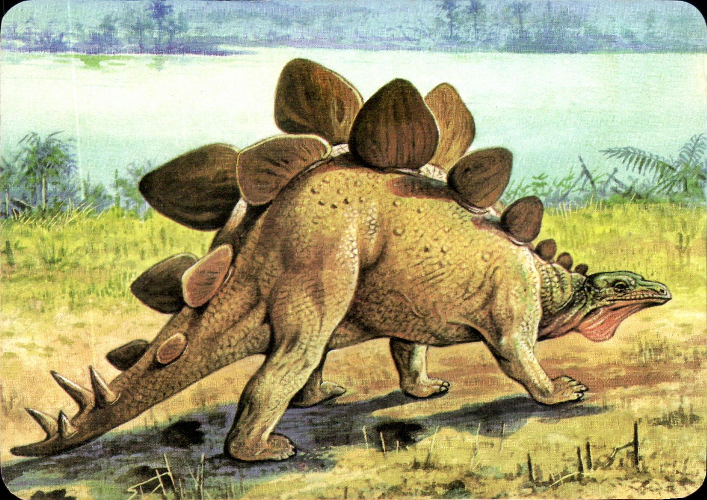 Image Le Stegosaure Le Stegosaure au contraire du tyrannosaure Mickey