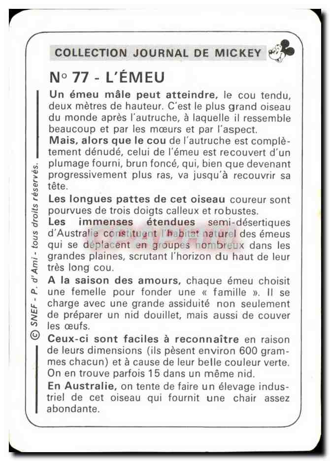 Image L'Emeu Mickey — Verso