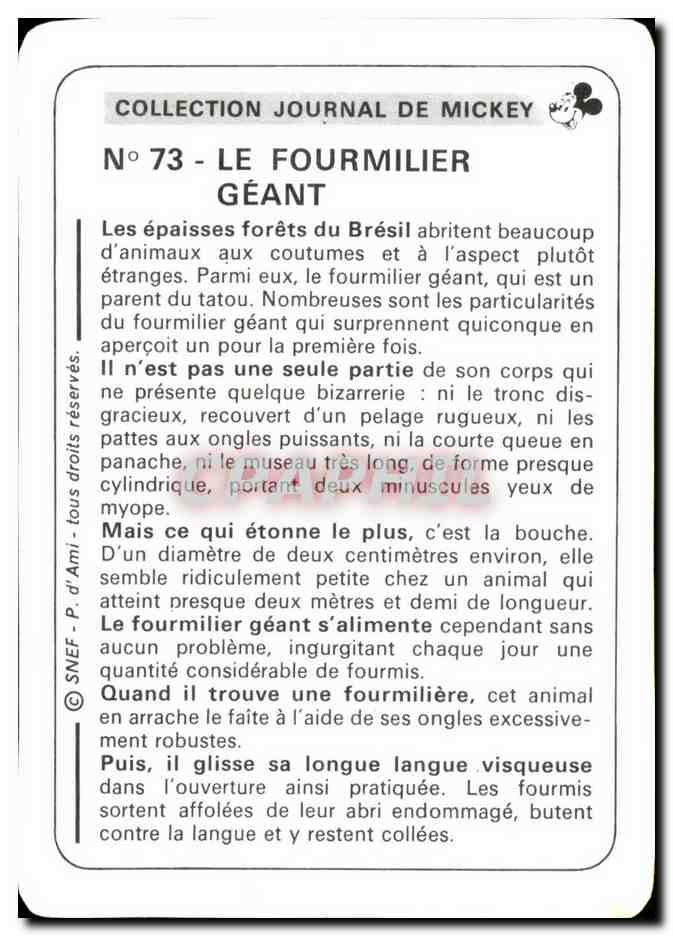 Image Le Fourmilier Geant Mickey — Verso