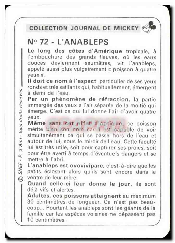 Image L'Anableps Mickey — Verso