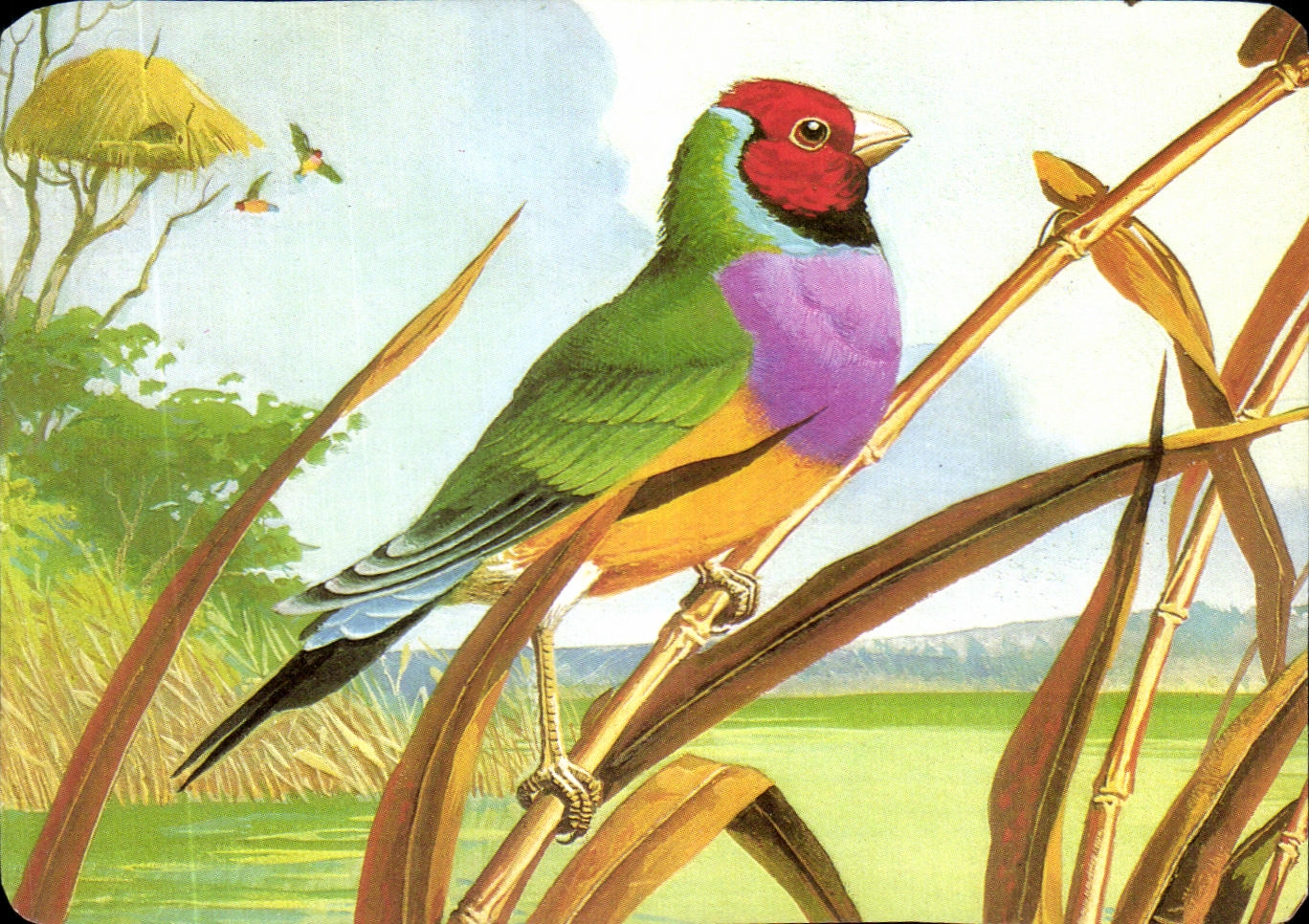 Image Le Diamant De Gould Mickey