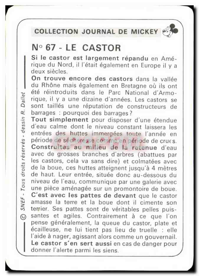Image Le Castor Mickey — Verso