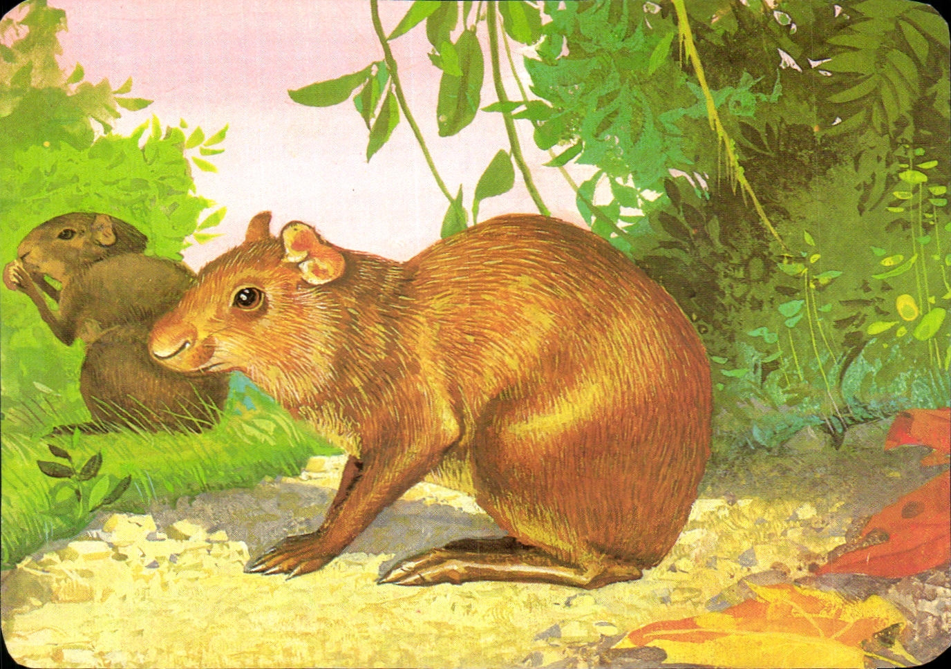 Image L'Agouti Mickey