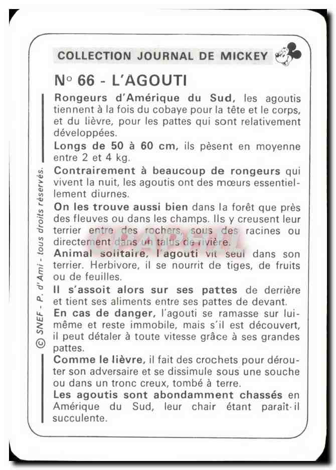 Image L'Agouti Mickey — Verso