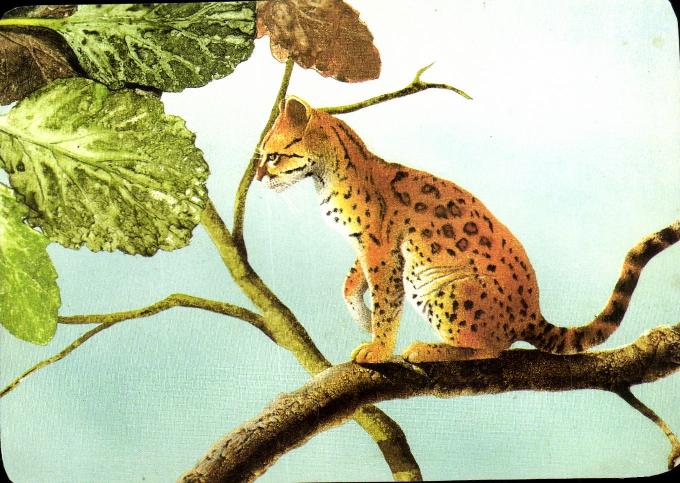 Image Le Margay Mickey