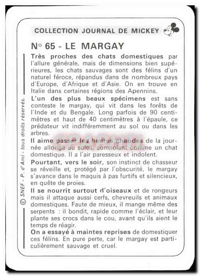 Image Le Margay Mickey — Verso