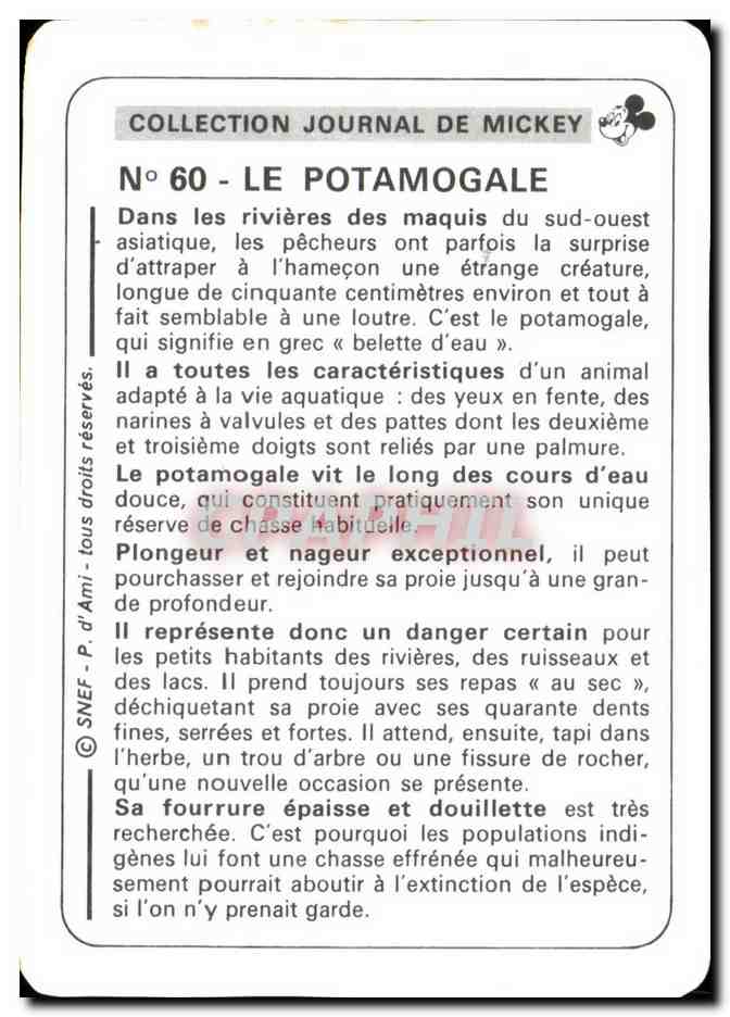 Image Le Potamogale Mickey — Verso