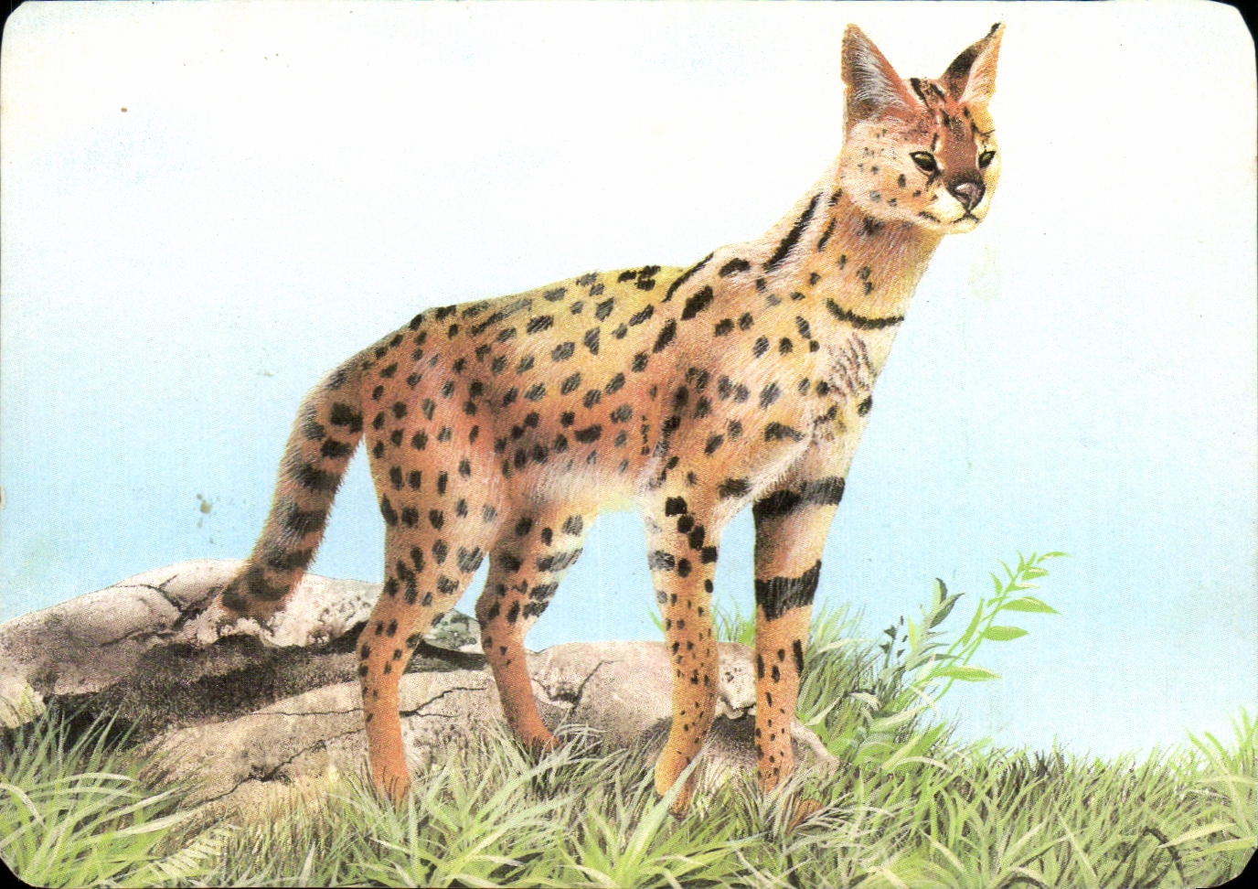 Image Le Serval Mickey