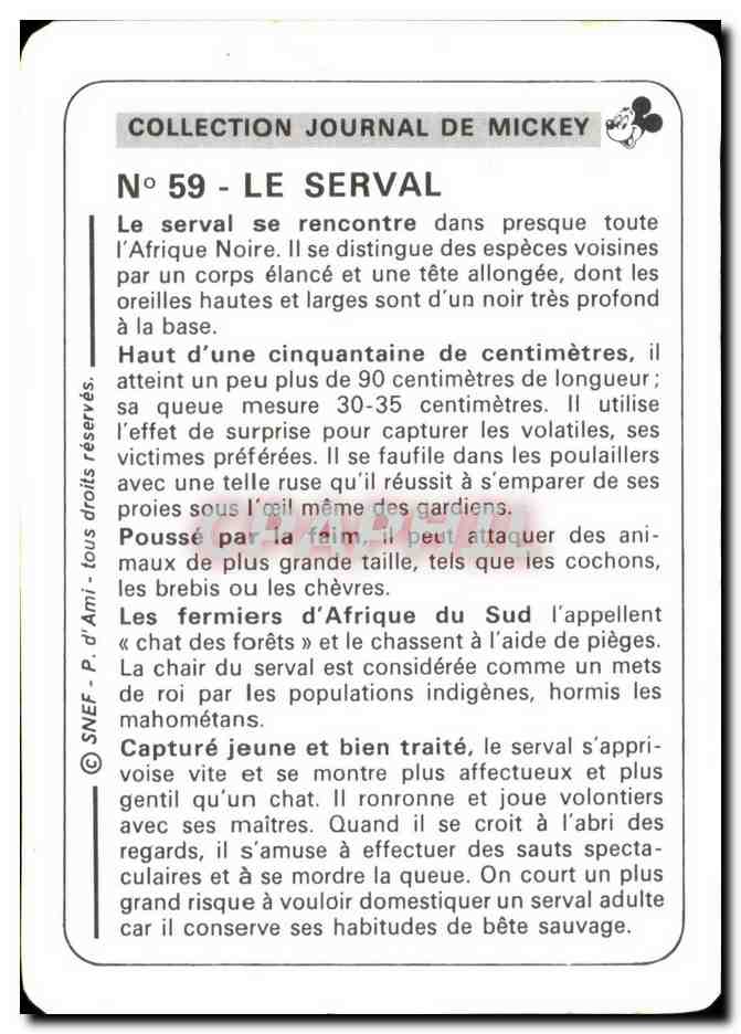 Image Le Serval Mickey — Verso