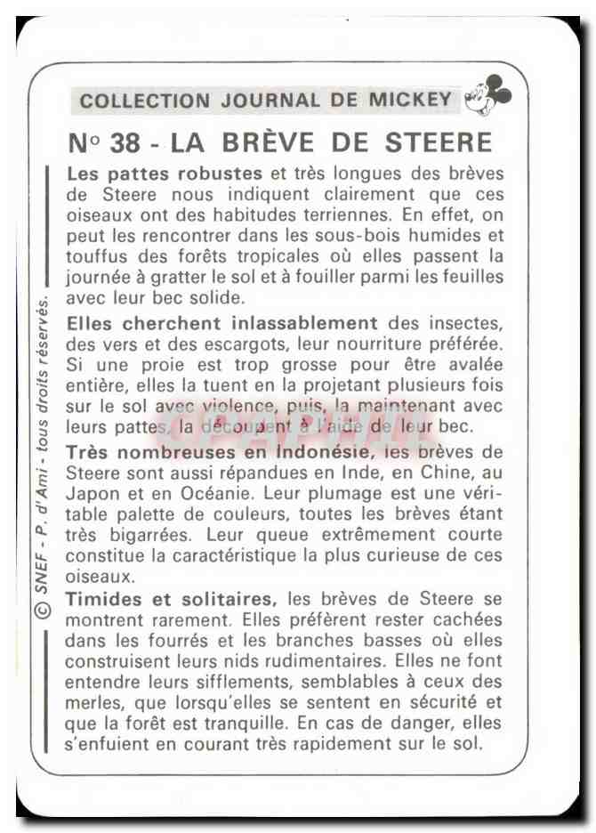 Image La Breve De Steere Mickey — Verso