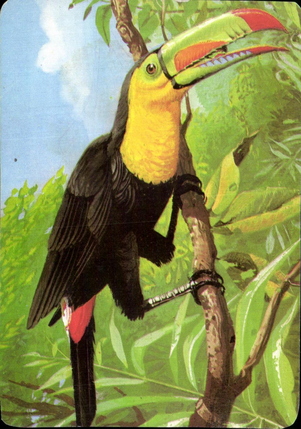 Image Le Toucan A Poitrine Jaune Mickey