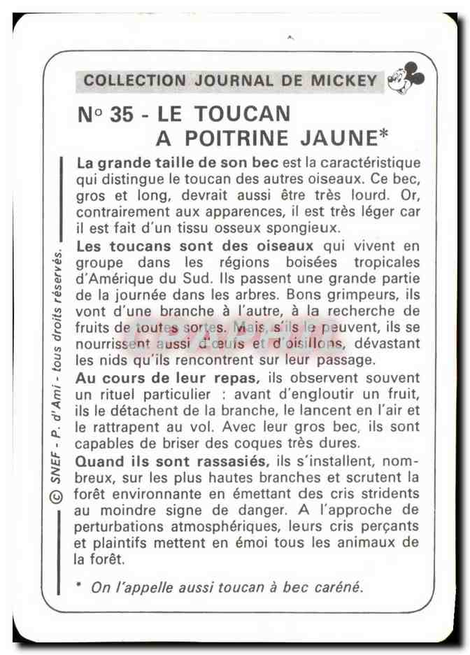 Image Le Toucan A Poitrine Jaune Mickey — Verso