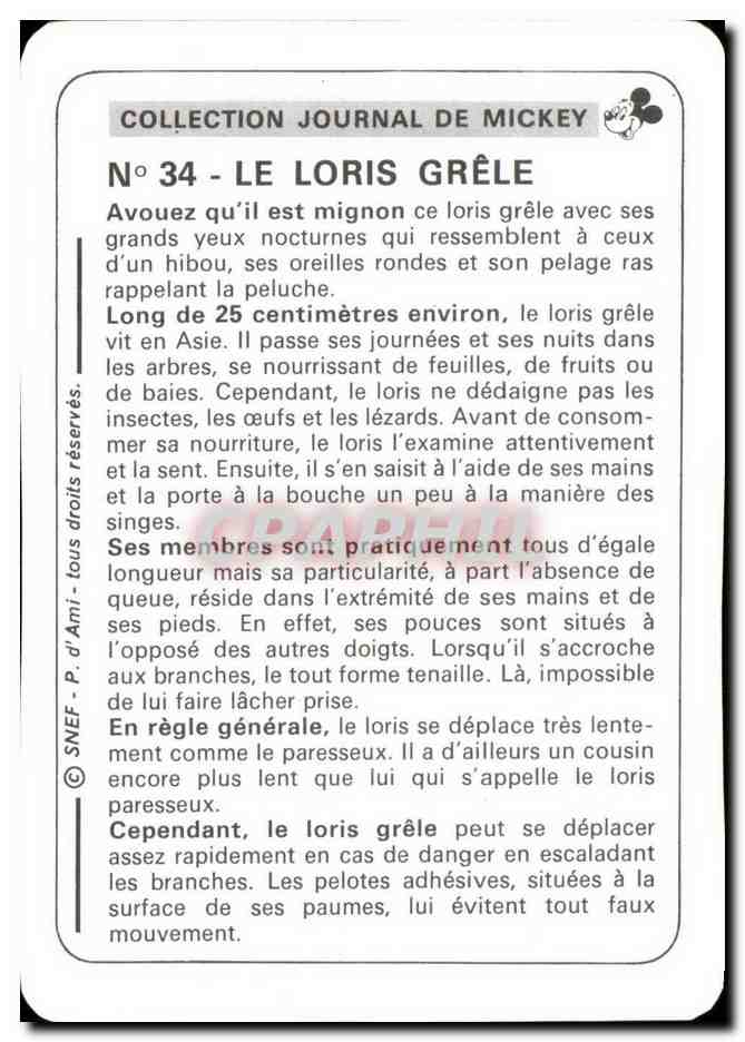 Image Le Loris Grele Mickey — Verso