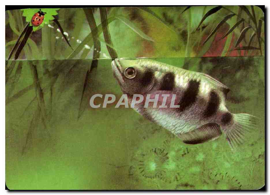 Image L'Archer Cracheur L'archer cracheur vit dans I'ocean Indien Mickey