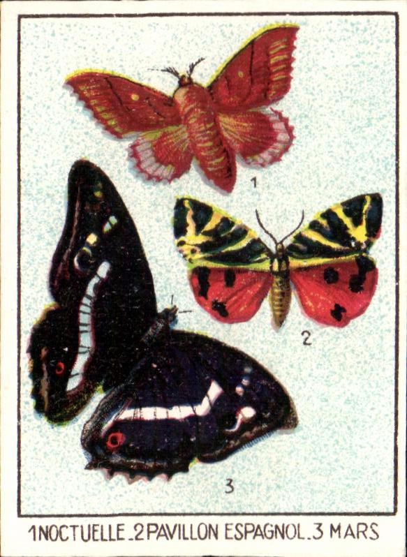 Image L'union Laigle vert Papillon 