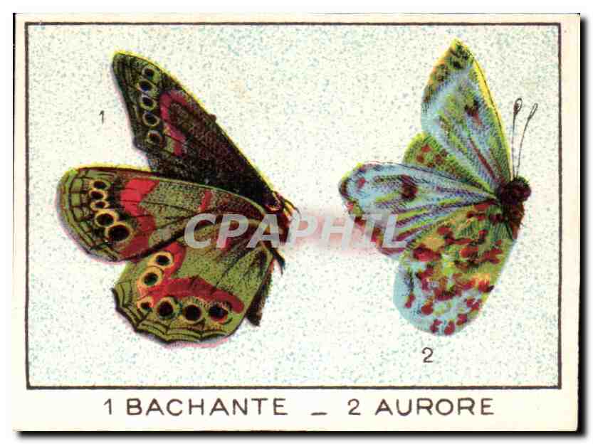 Image L'union Laigle vert Bacchante Papillon