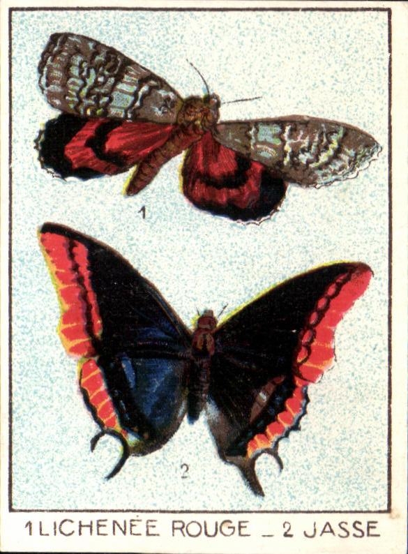 Image L'union Laigle vert Lichenee Rouge Jasse Papillon