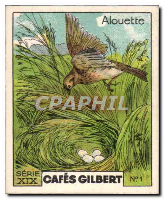 Image Cafes Gilbert Alouette Oiseau