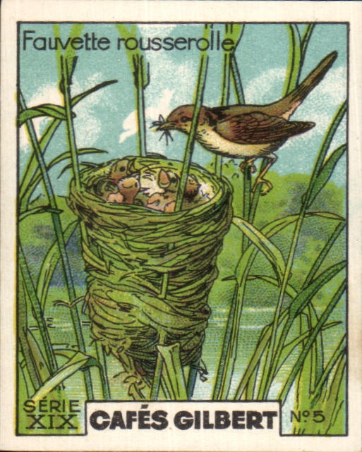 Image Cafes Gilbert Fauvette rousserolle Oiseau