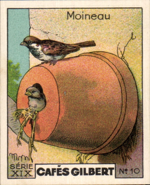 Image Cafes Gilbert Moineau Oiseau