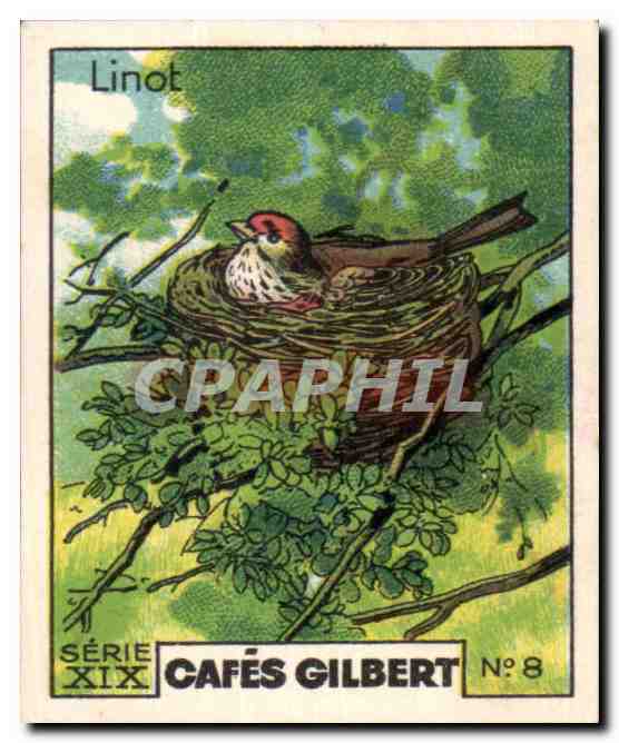 Image Cafes Gilbert Cafes Gilbert Linot Oiseau