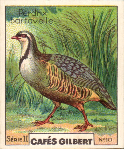 Image Cafes Gilbert Perdrix bartavelle Oiseau