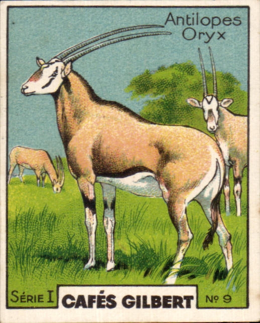 Image Cafes Gilbert Antilopes Oryx 