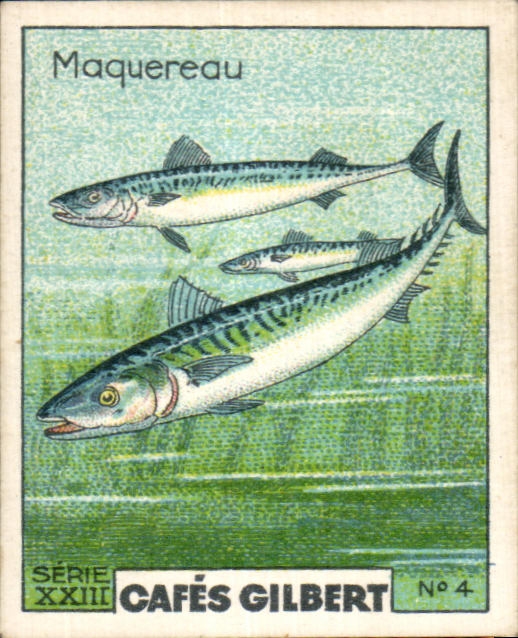 Image Cafes Gilbert Maquereau Cafes Gilbert Poisson